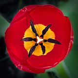 First Tulip 2013_DSCF01661-3